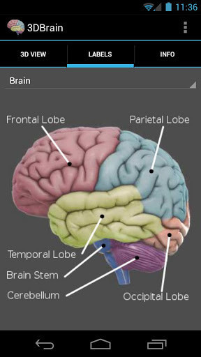 3d brain anatomy software free download instalar uber eats
